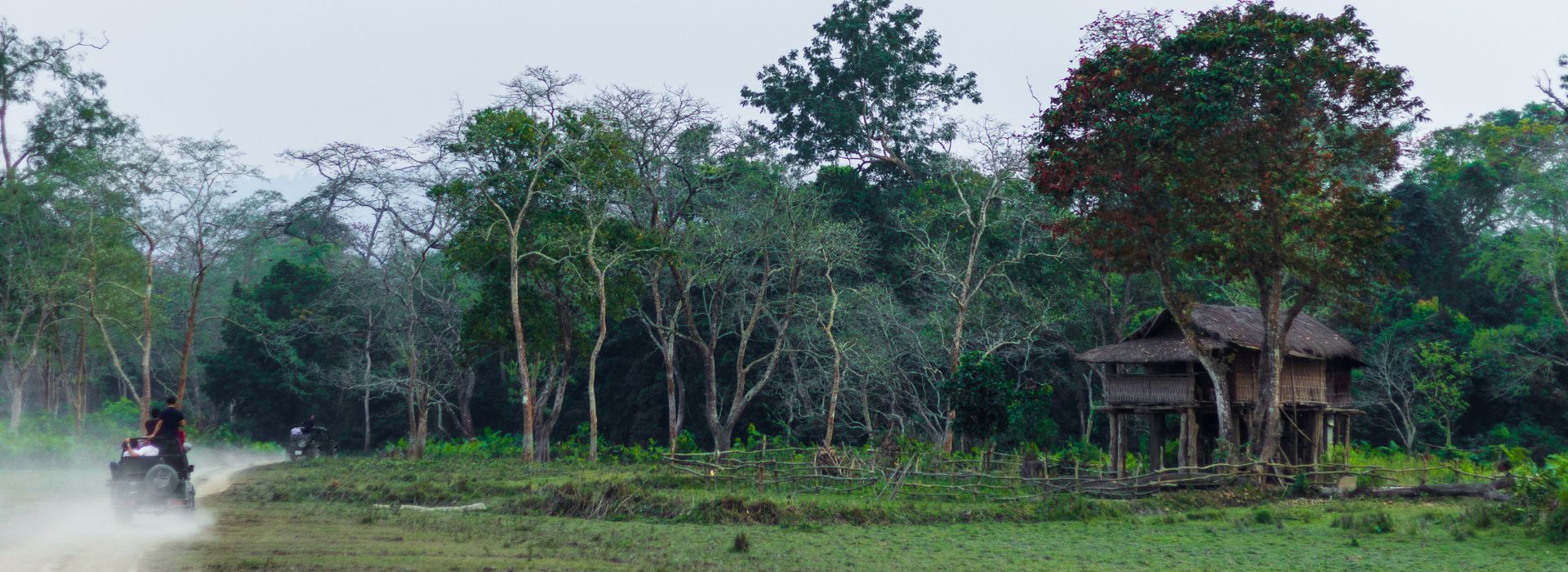 Jeep safari in kaziranga national park