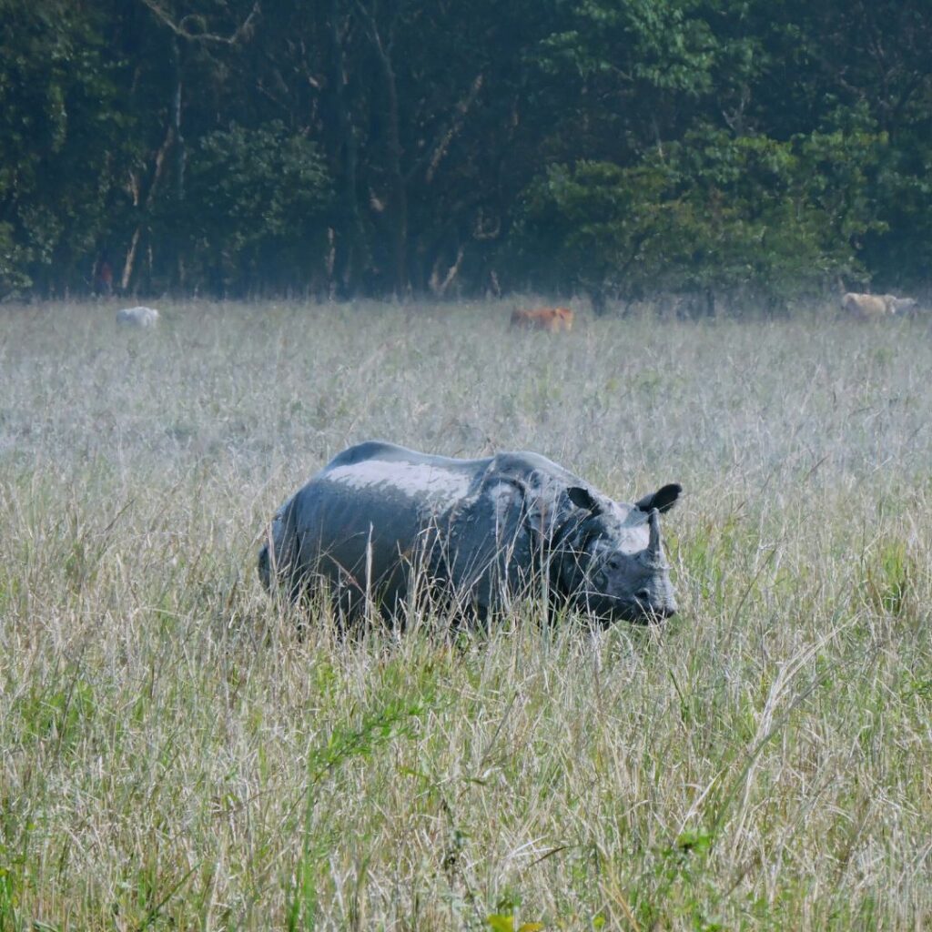 Rhino in pobitora