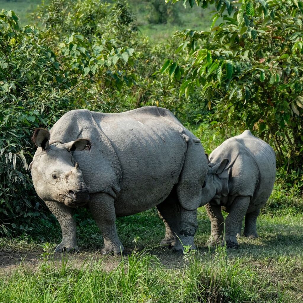 Rhinoceros in Kaziranga national park