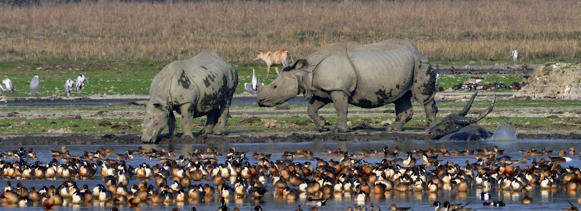 View Of Pobitora Wildlife Sanctuary